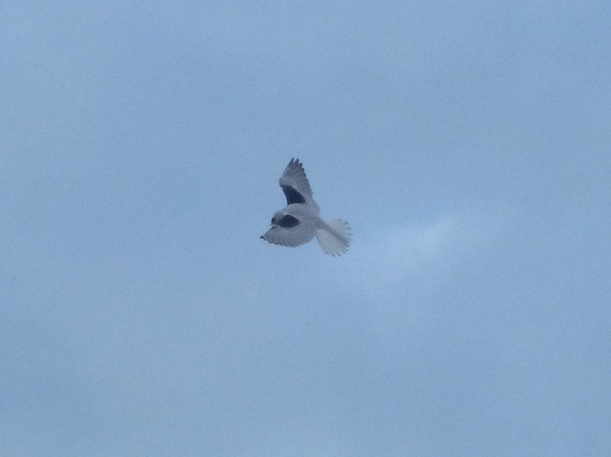 White-tailed Kite - Joel Hedgpeth