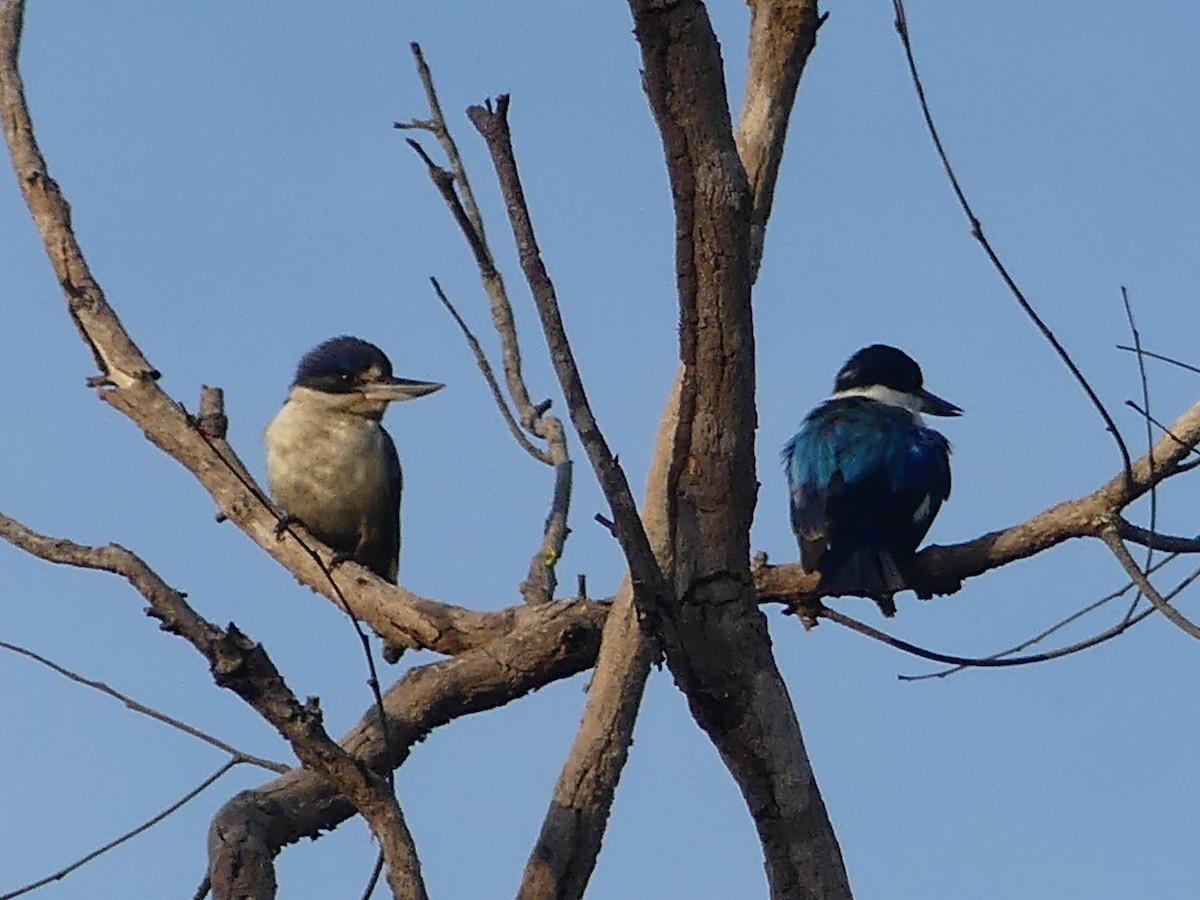 Forest Kingfisher - ML219689861