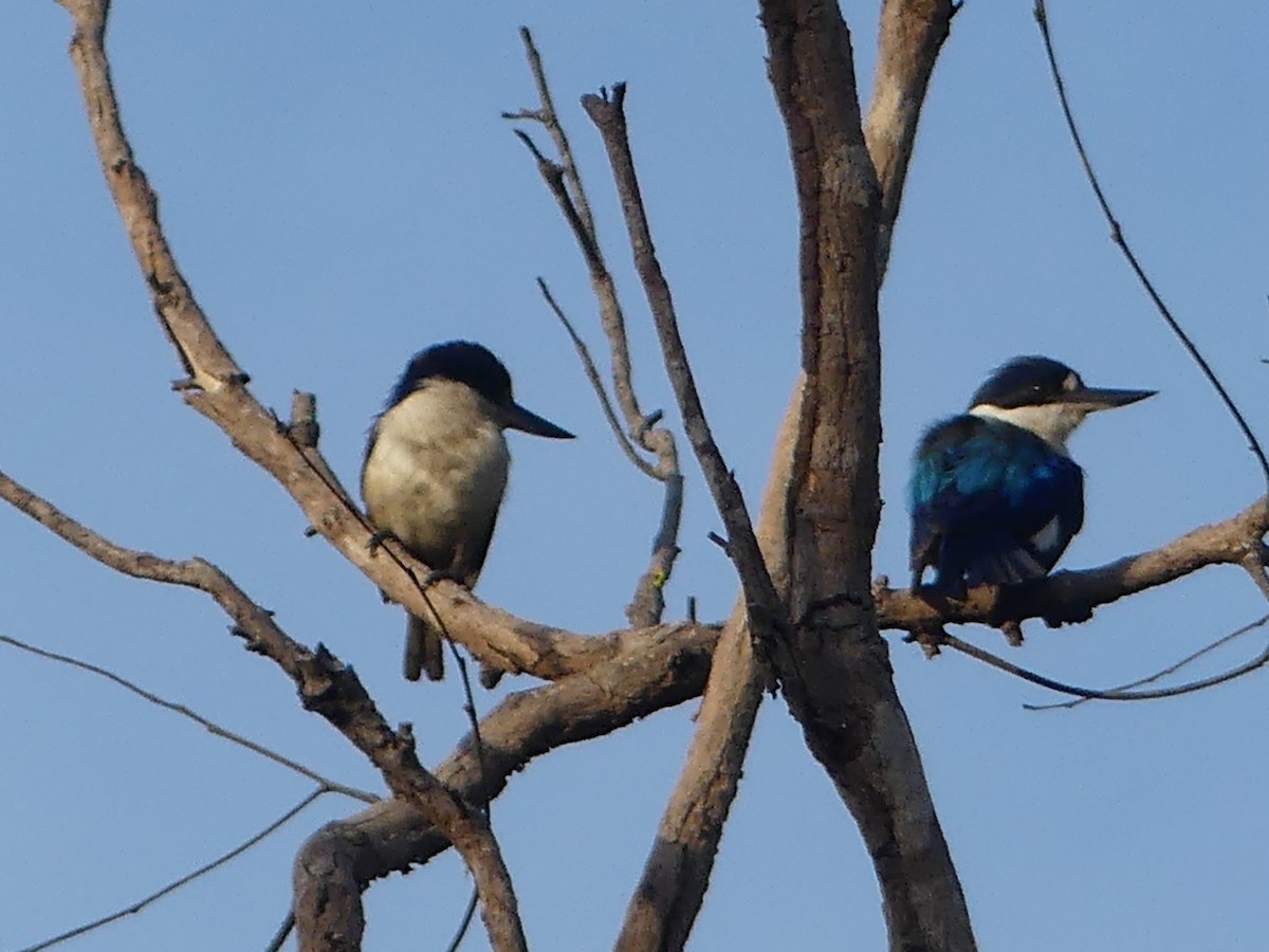 Forest Kingfisher - ML219689891