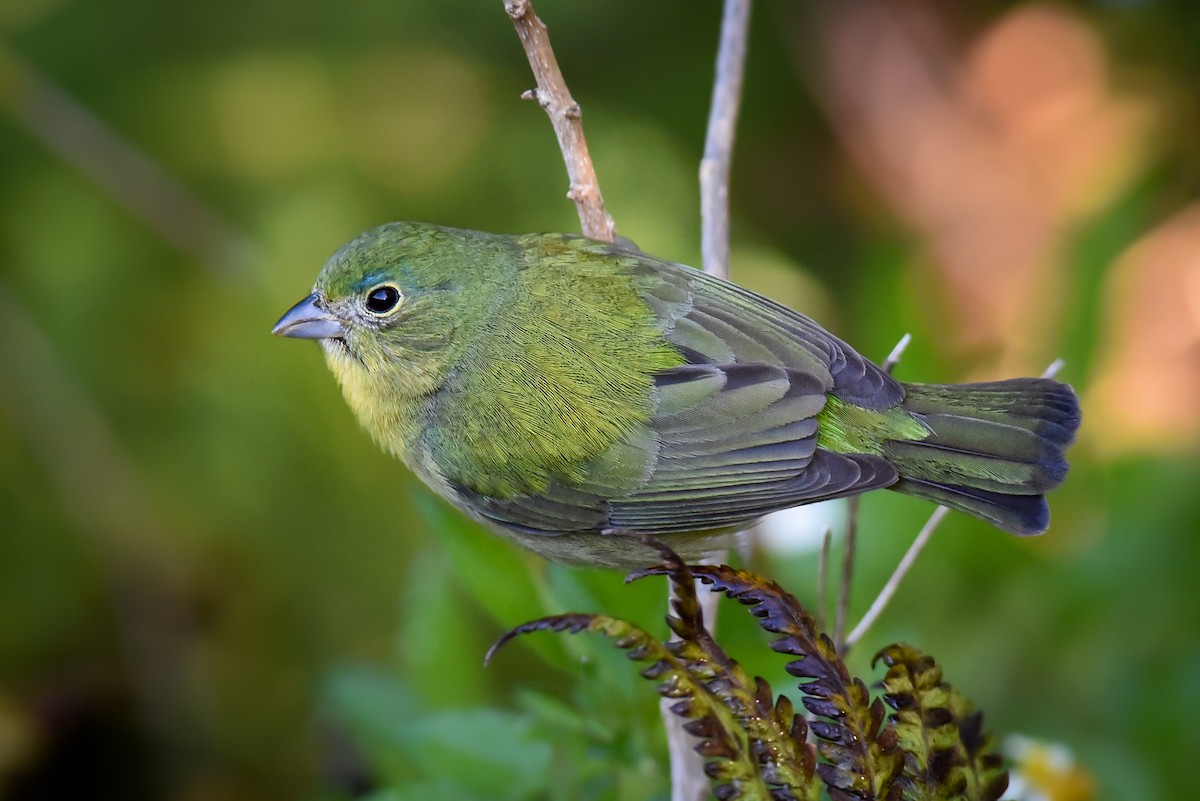 Painted Bunting - ML219691011