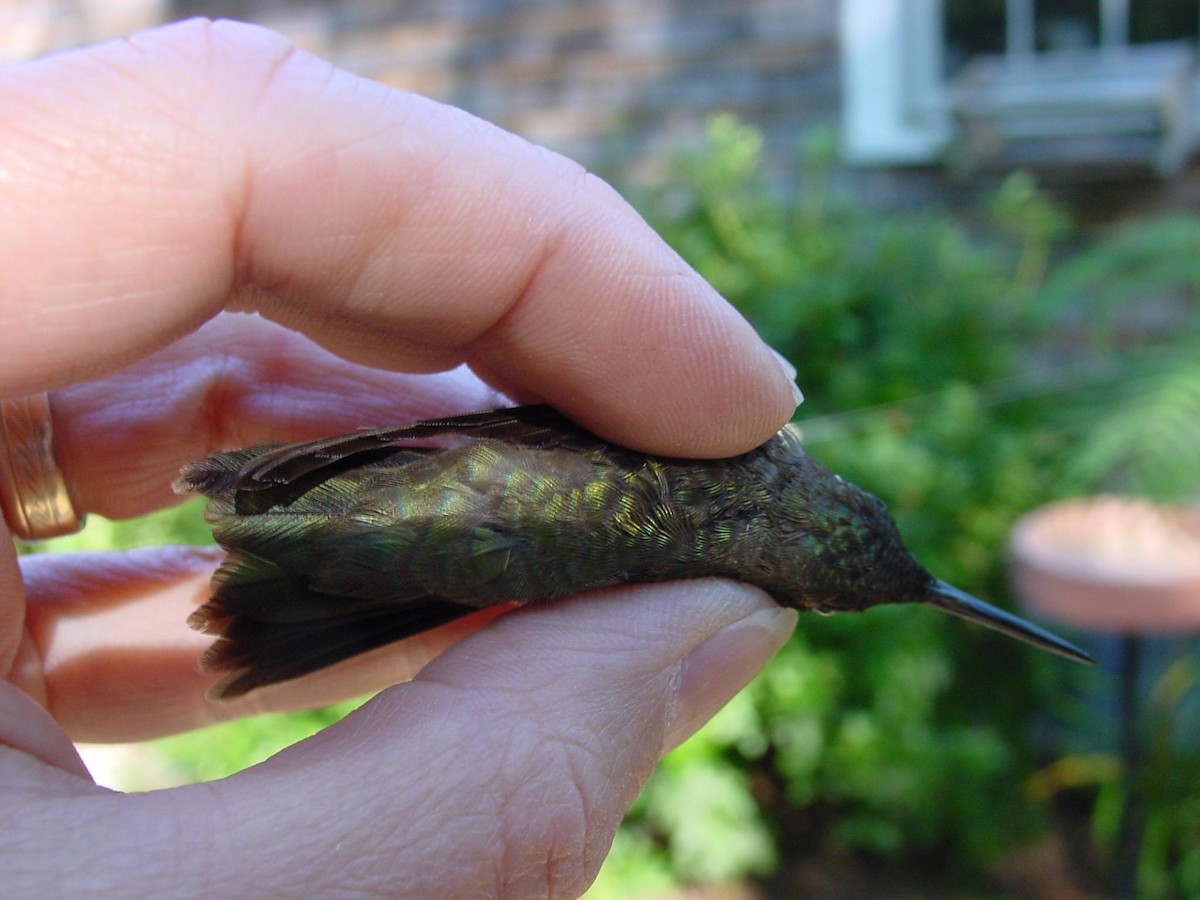 Black-chinned Hummingbird - Susan  Finnegan