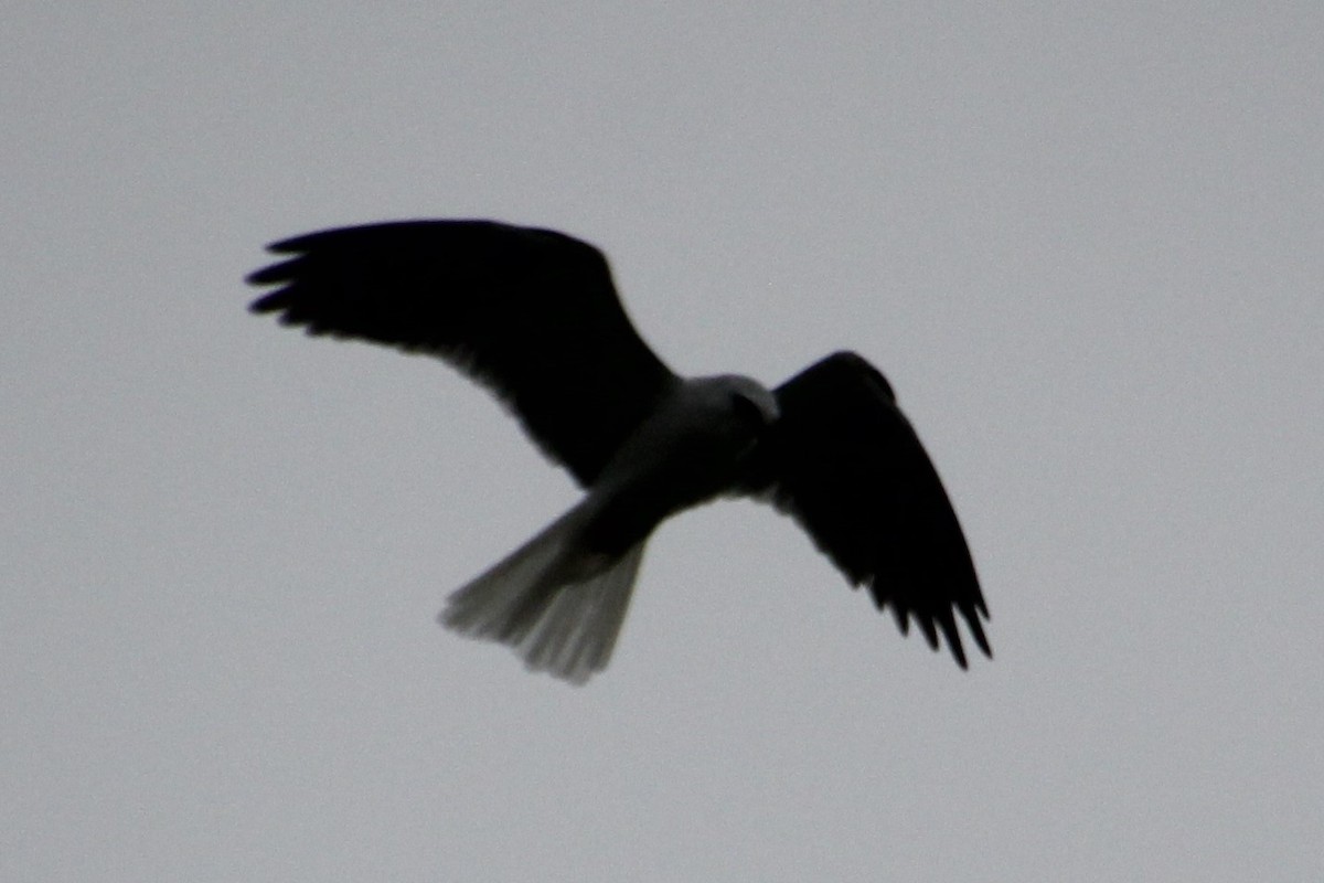White-tailed Kite - BettySue Dunn