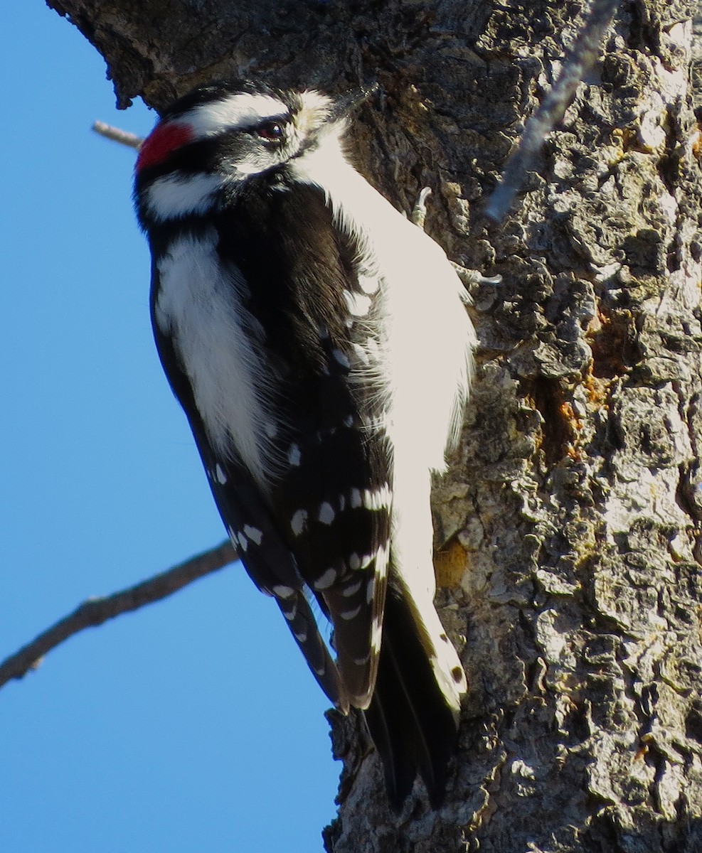 Downy Woodpecker (Rocky Mts.) - ML21969271
