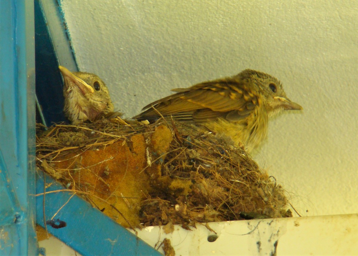 Pale-breasted Thrush - ML219693741