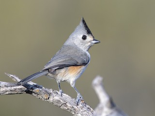  - Black-crested Titmouse