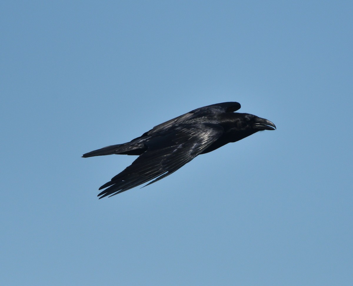 Common Raven - Louis Lemay