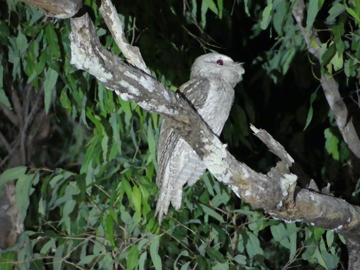Marbled Frogmouth - ML219694141