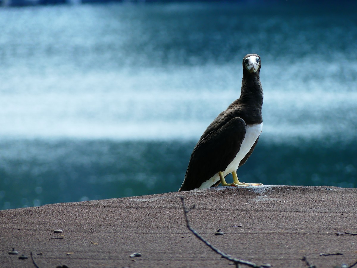 Brown Booby - ML219696931