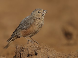  - Rufous-tailed Lark