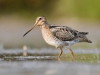  - Latham's Snipe