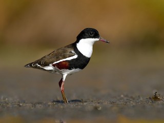  - Red-kneed Dotterel