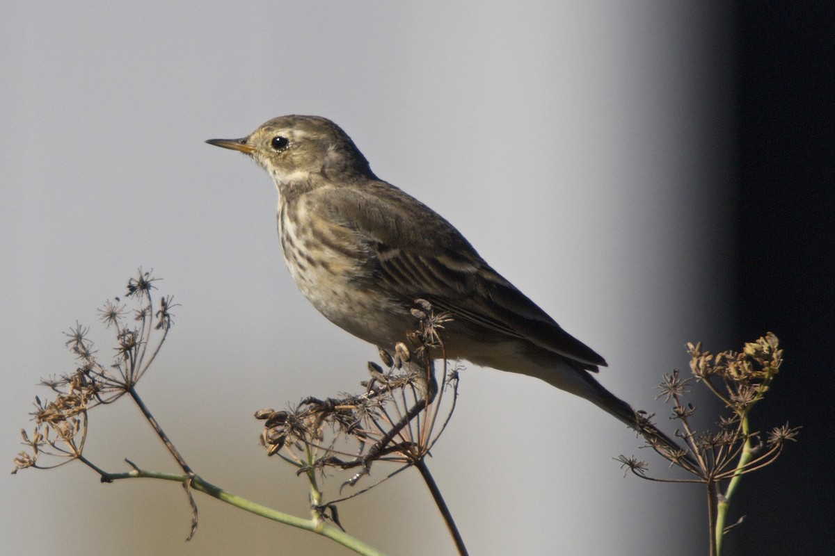 American Pipit - Torin Waters 🦉