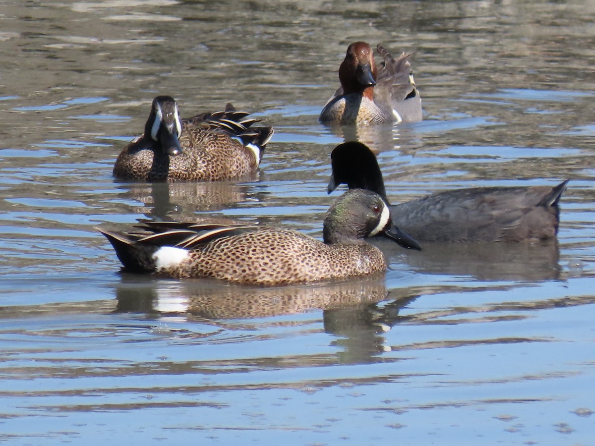 Blue-winged Teal - ML219702821