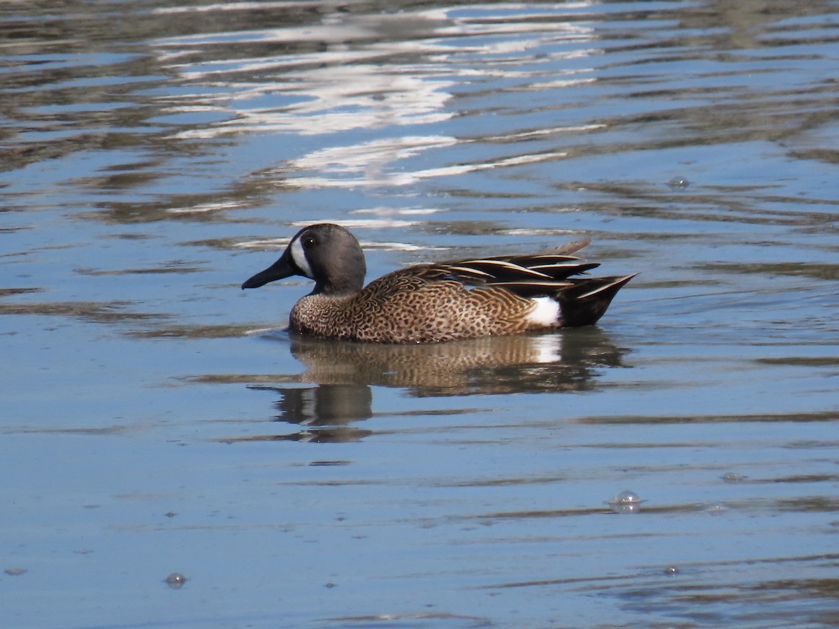 Blue-winged Teal - ML219702851