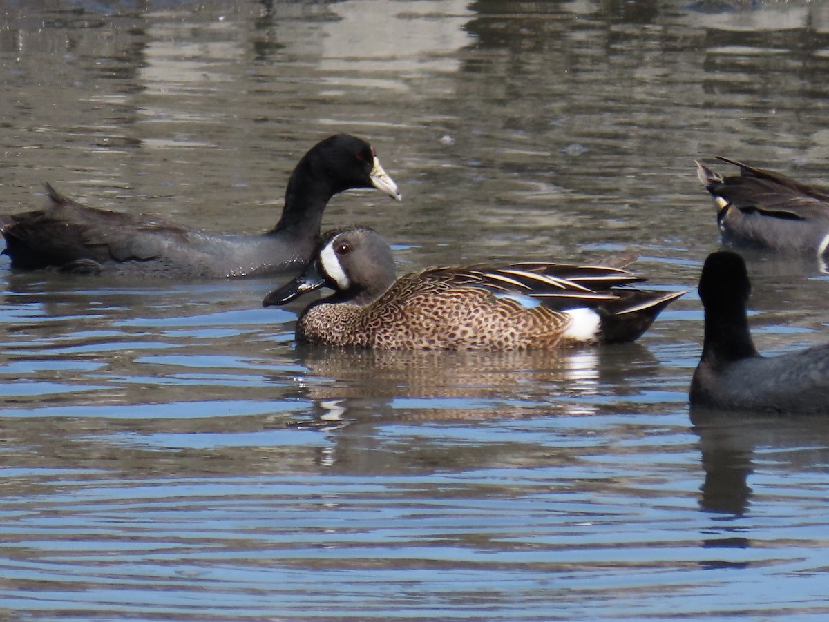 Blue-winged Teal - ML219702861