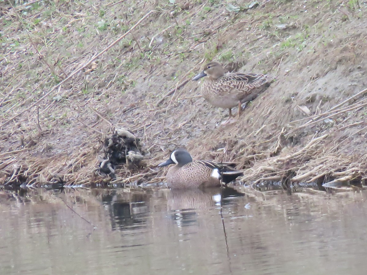 Blue-winged Teal - ML219702991