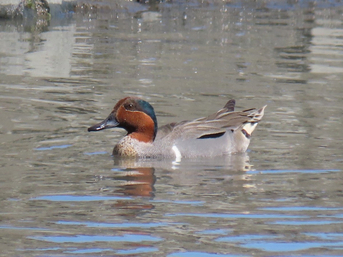 Green-winged Teal - ML219703101