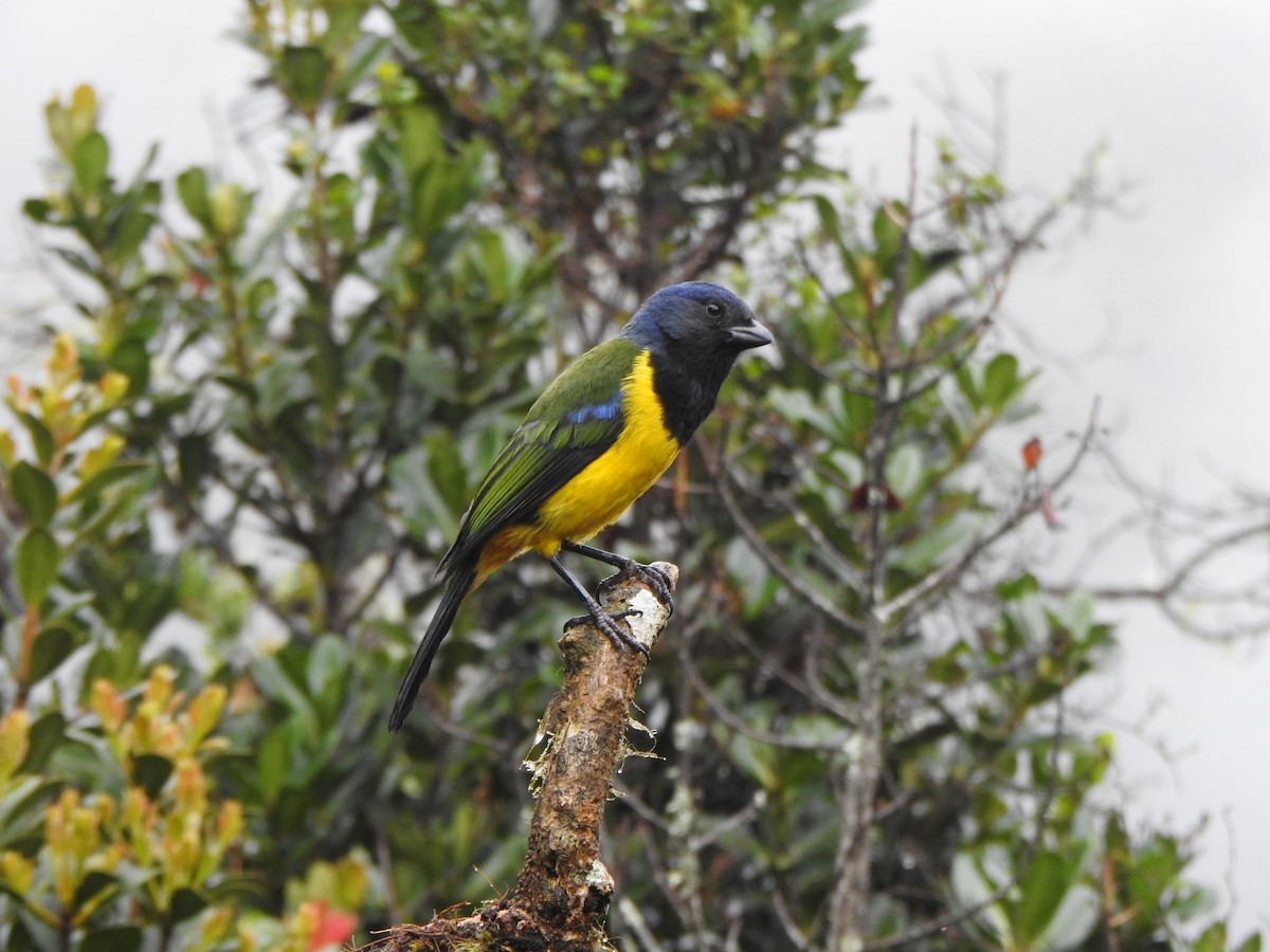 Black-chested Mountain Tanager - Marcelo Quipo