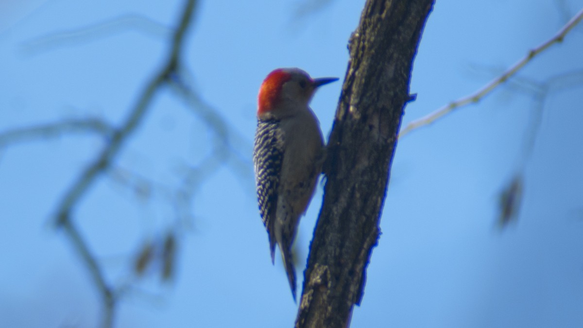 Red-bellied Woodpecker - Jasper Weinberg