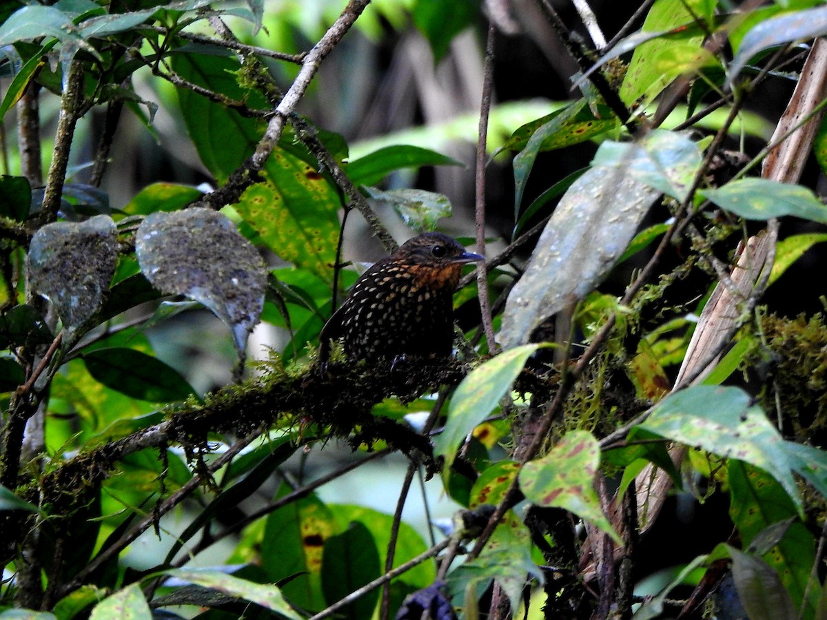 Spotted Barbtail - Marcelo Quipo