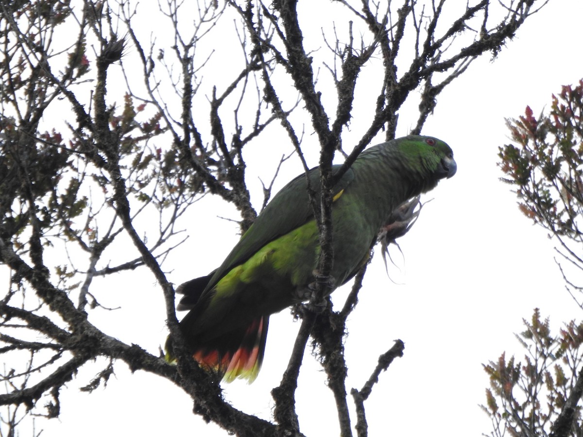 Scaly-naped Parrot - Marcelo Quipo