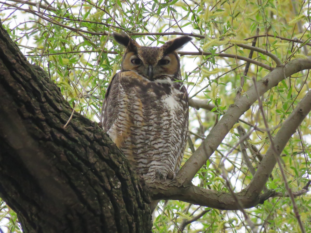 Great Horned Owl - ML219717621