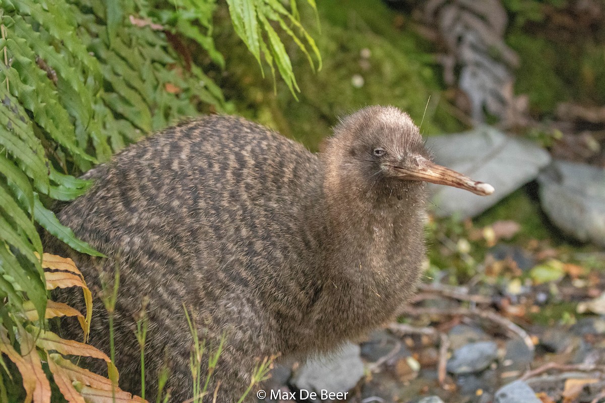 Great Spotted Kiwi - Max De Beer