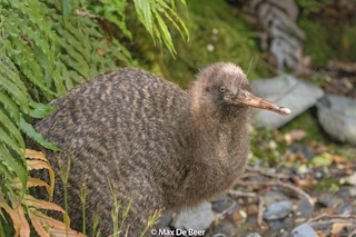 Great Spotted Kiwi, ML219724521