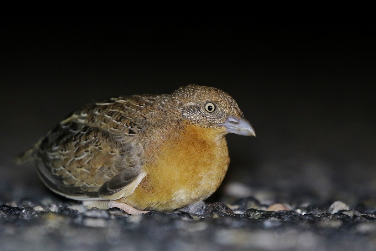 Red-chested Buttonquail - ML219725281