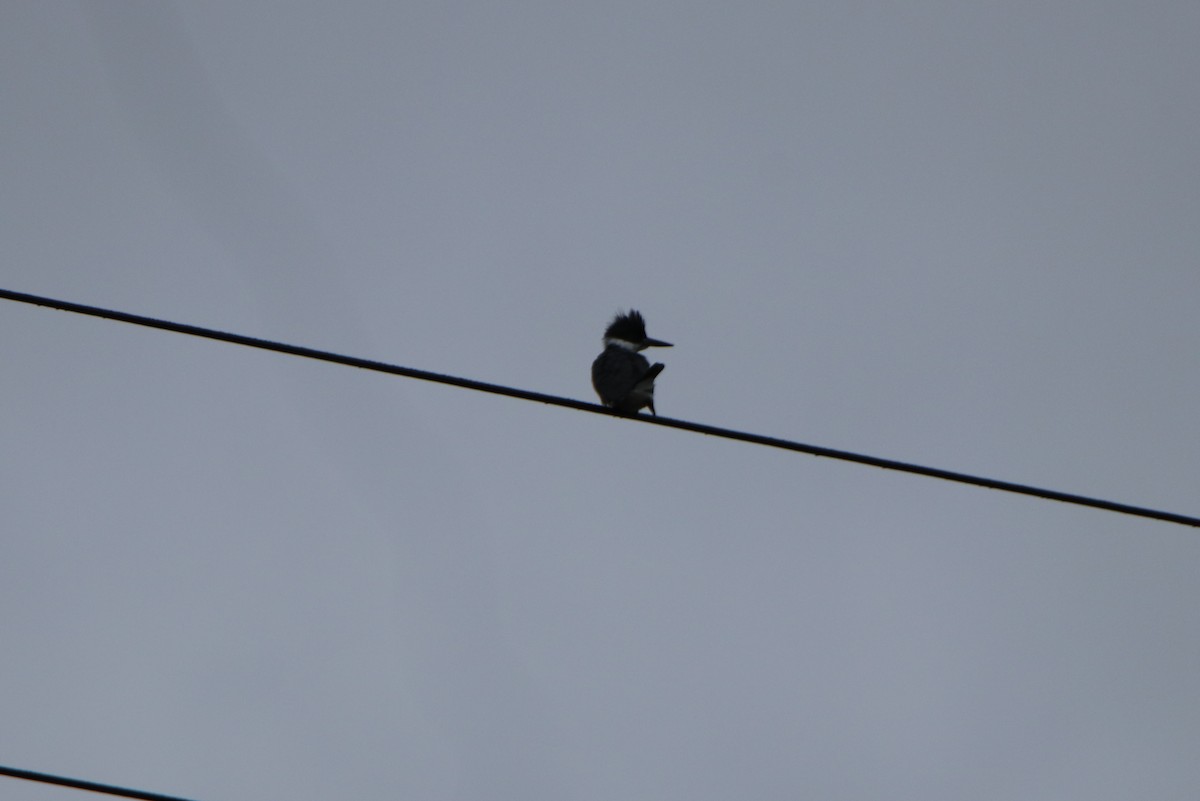 Belted Kingfisher - ML219725451