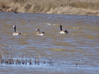 Greater White-fronted Goose, ML219728131