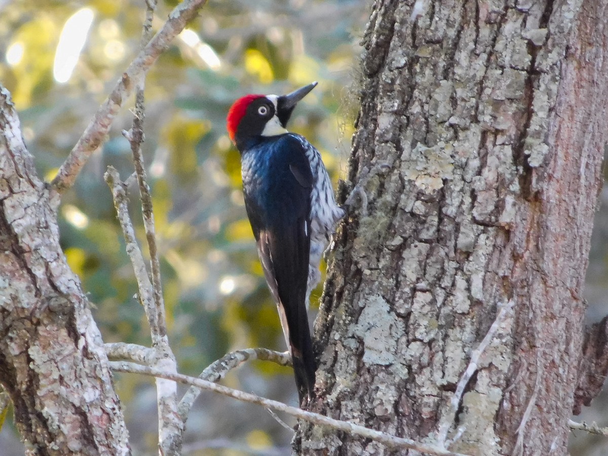 Acorn Woodpecker - ML219728541