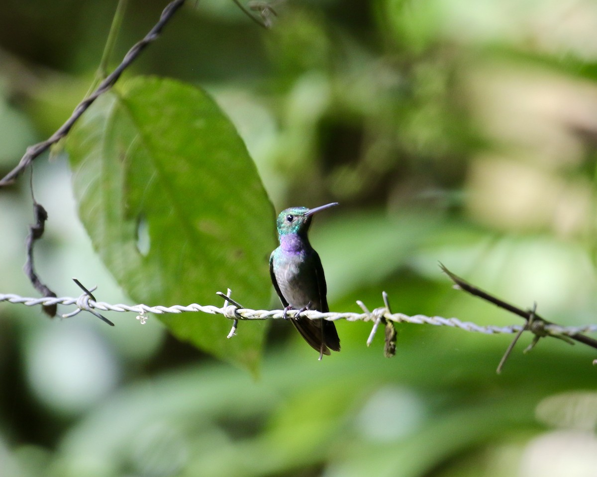Blue-chested Hummingbird - Mickey Dyke