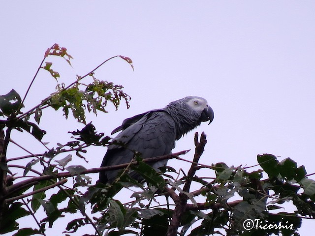 Gray Parrot (Gray) - Rafael Campos-Ramírez