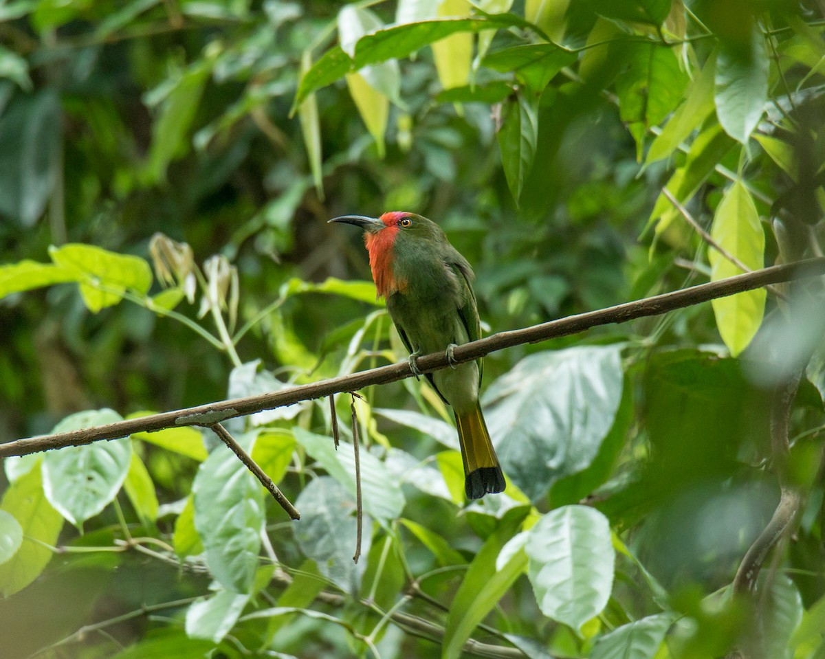 Red-bearded Bee-eater - ML219732481