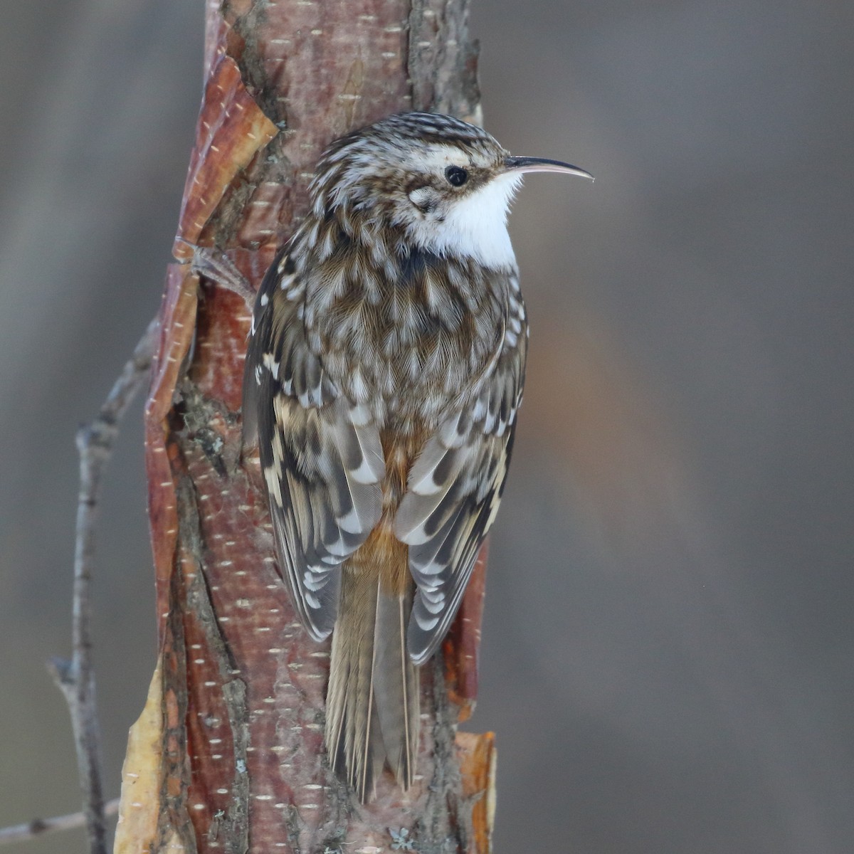 Brown Creeper - Seth Beaudreault