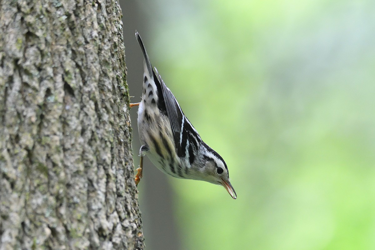 Black-and-white Warbler - ML219740811