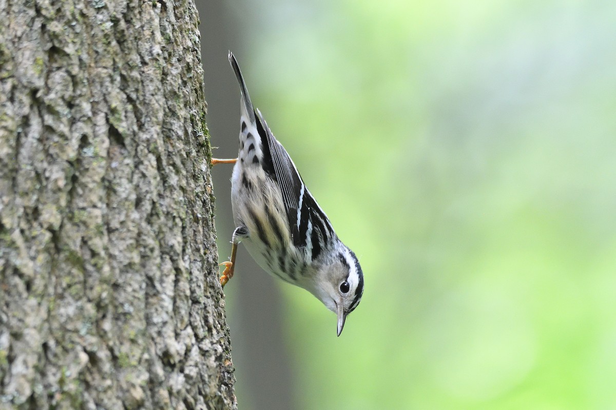Black-and-white Warbler - ML219740821
