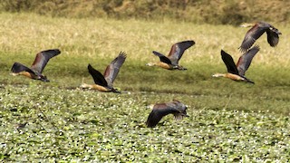 Lesser Whistling-Duck, ML21974241