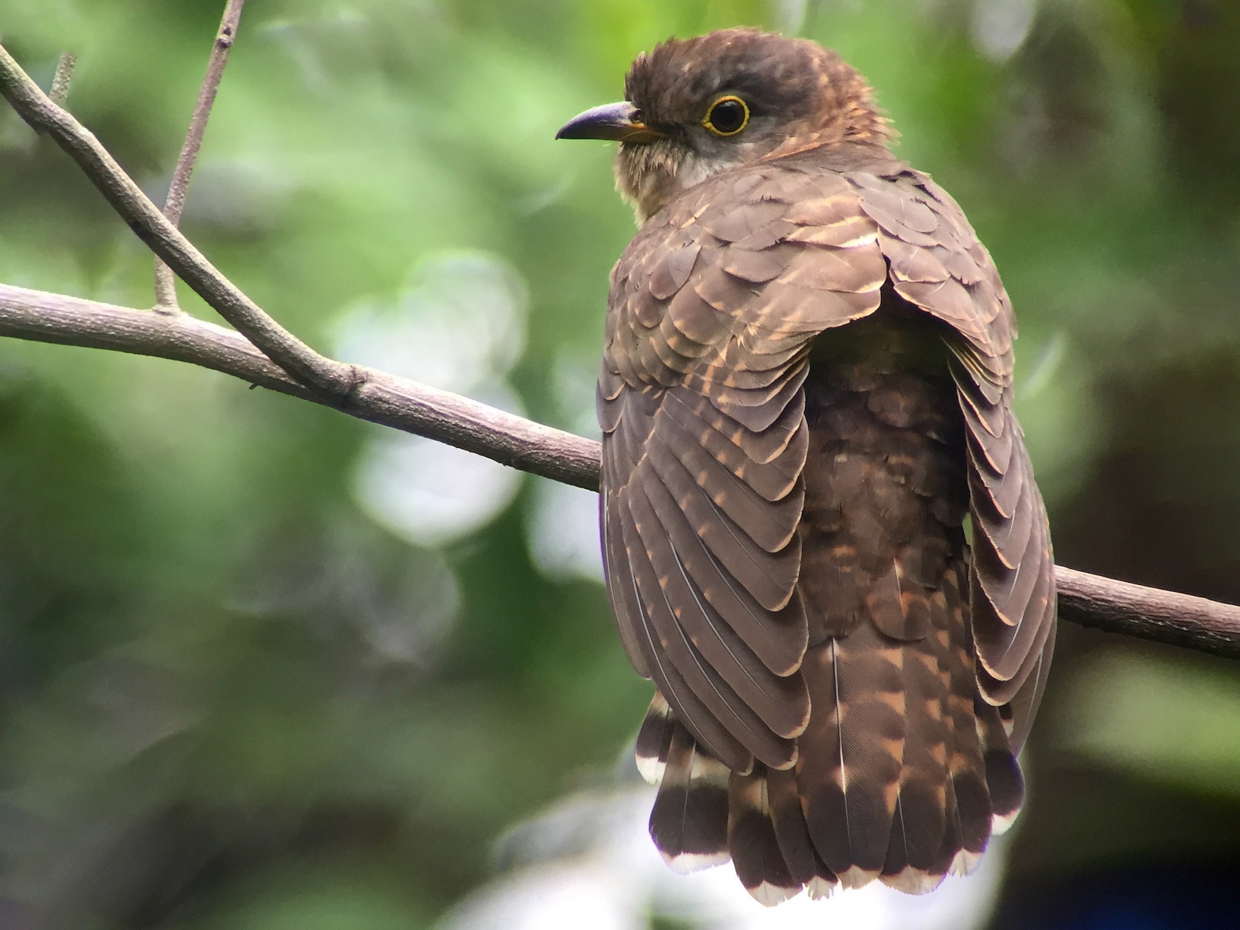 Malaysian HawkCuckoo eBird