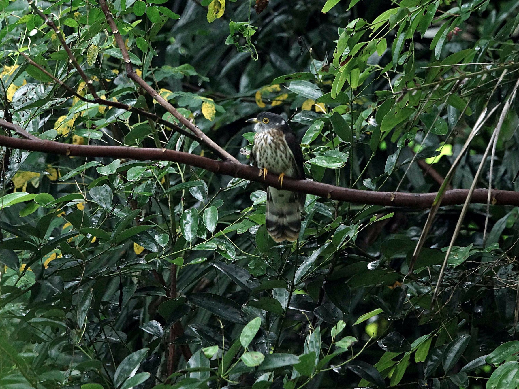 Malaysian Hawk-Cuckoo - Kian Guan Tay