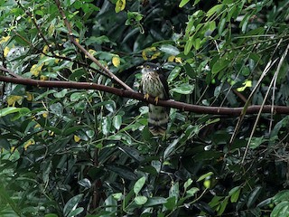 นกเต็มวัย - Kian Guan Tay - ML219742891