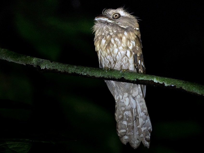 Gould's Frogmouth - Lars Petersson