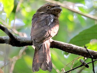  - Gould's Frogmouth