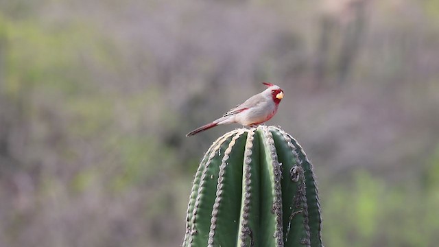 Arizona Kardinalı - ML219743821