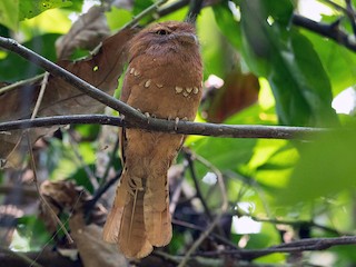 雌鳥 - Ayuwat Jearwattanakanok - ML219746971