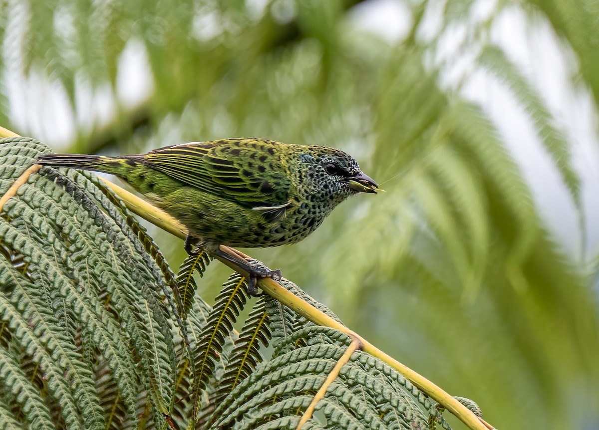 Spotted Tanager - ML219749491