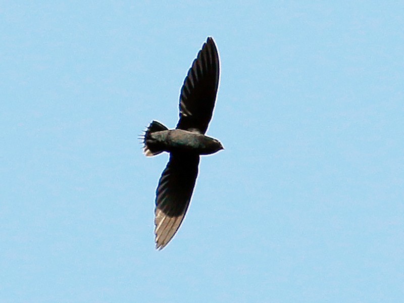 Silver-rumped Needletail - Neoh Hor Kee