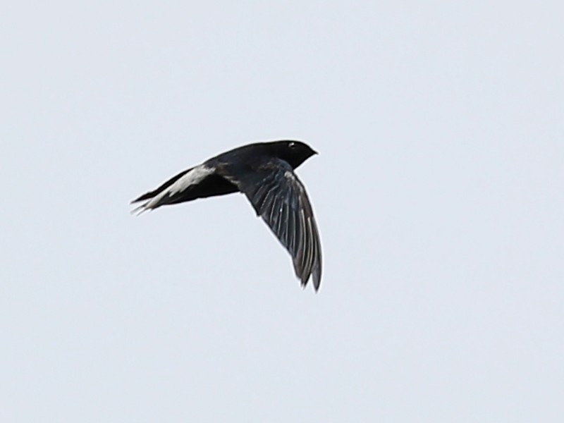 Silver-rumped Needletail - Ting-Wei (廷維) HUNG (洪)