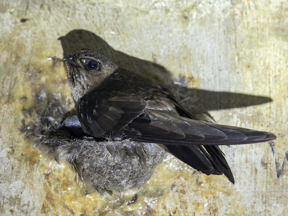 Black-nest Swiftlet - Francis Yap